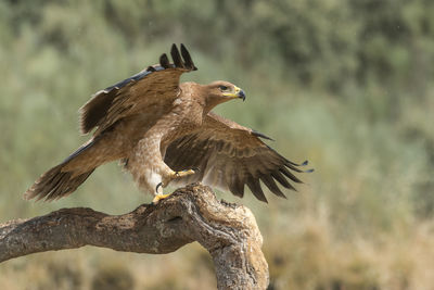 Close-up of eagle landing on branch