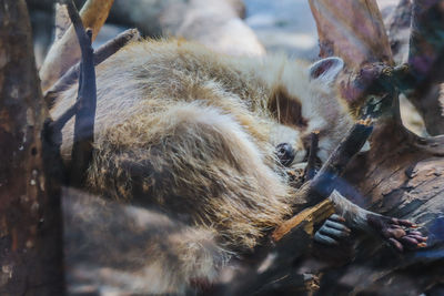 Close-up of an animal on tree trunkracoon cute sleep