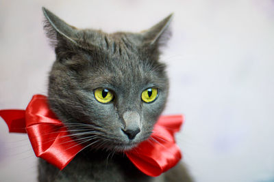 Close-up of cat with ribbon bow against wall
