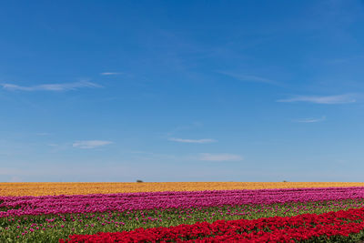 Scenic view of pink flowers on field against blue sky