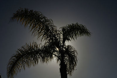 Low angle view of palm tree against clear sky