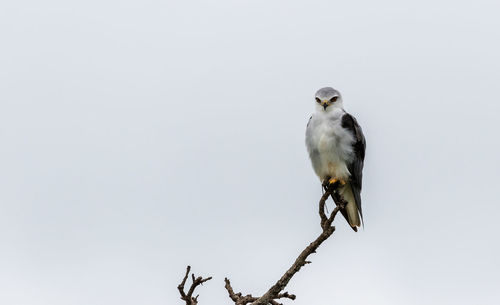 Low angle view of bird perching on branch against sky