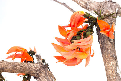 Close-up of orange flowers against sky