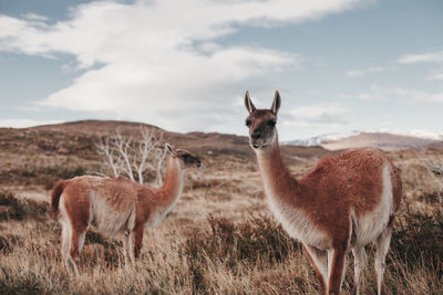 Guanaco standing on land against cloudy sky