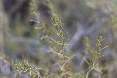 Close-up of crops on field