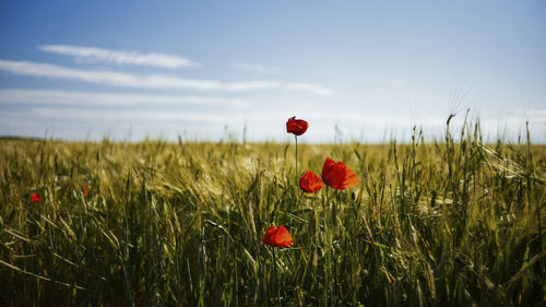 Red poppy flowers on field