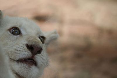 Close-up of a cat