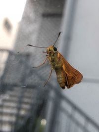 Close-up of butterfly on window