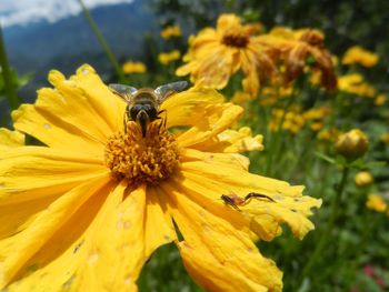 Close-up of insect on yellow flower