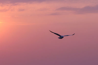 Low angle view of bird flying in sky