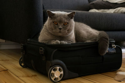 Grey cat on suitcase