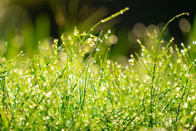 Close-up of grass growing in field