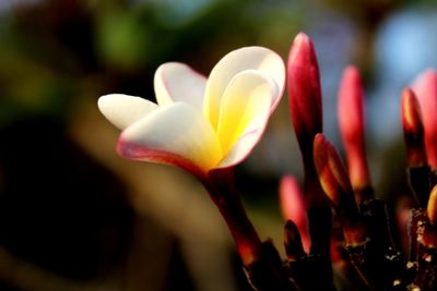 Close-up of flowers blooming outdoors