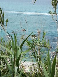 High angle view of plants at beach