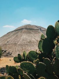 Cactus plants growing on land against sky