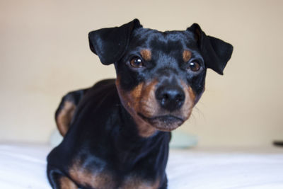 Close-up portrait of black dog