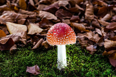 Close-up of fly agaric mushroom on field