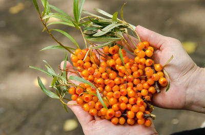 Bunches of freshly picked sea buckthorn with leaves lying on open palms.