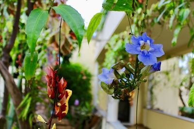 Close-up of purple flowering plant