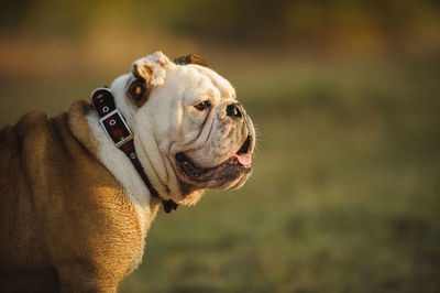 Side view of english bulldog looking away on field