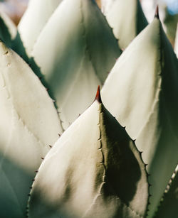 Close-up of paper plant