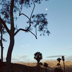 Trees on sand dune against clear sky