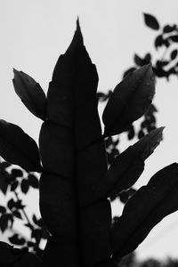 Low angle view of flowering plant against sky