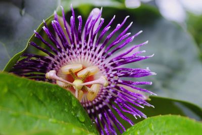 Close-up of purple flower