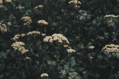 Close-up of white flowering plants on field