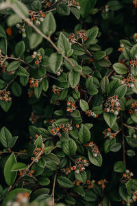 High angle view of plants