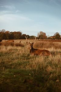 View of deer on field against sky