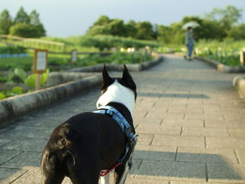 Rear view of dog on footpath