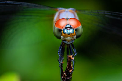 Close-up of dragonfly on plant