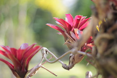 Close-up of pink flowering plant