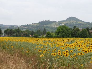 Scenic view of sunflower field against sky