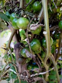 Close-up of fruits growing on tree