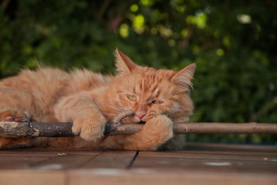 Close-up of a cat lying on wood