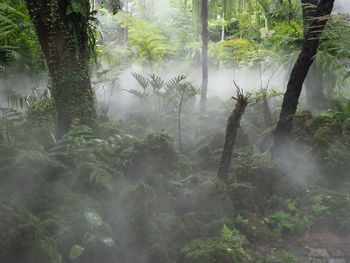 Trees in forest