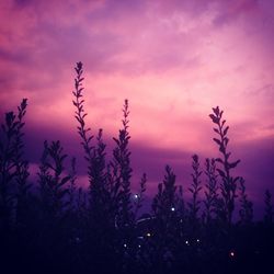 Silhouette plants against sky at sunset