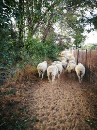 Sheep grazing on field