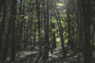 Close-up of spider web on plants in forest