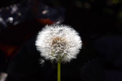 Close-up of dandelion