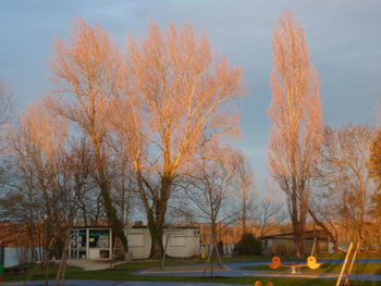 Bare trees against sky