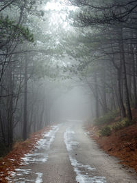 Empty road amidst trees during winter