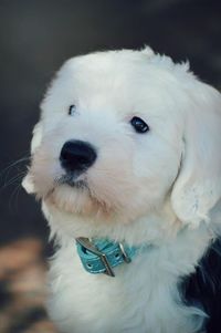 Close-up of white dog