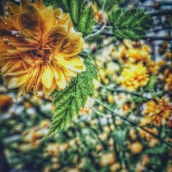 Close-up of yellow flowers blooming outdoors