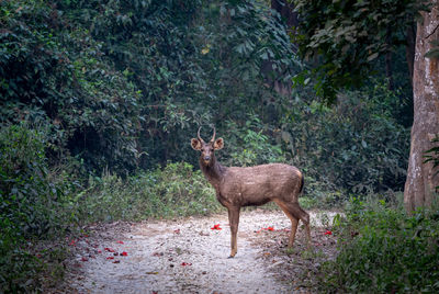 Deer in forest