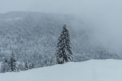 Tree on snow covered landscape