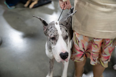 Close up of great dane held on a leash