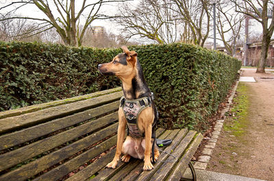 Dog walking on footpath